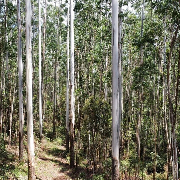 Manejo múltiplo com toras de 26 anos e sub-bosque com 14 anos