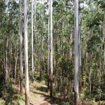 Floresta de Eucaliptus grandis manejada com 25 anos